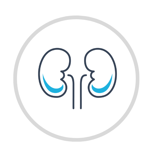 Kidney icon